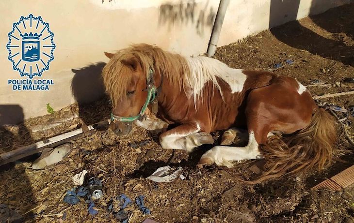 Un poni abandonado en Málaga