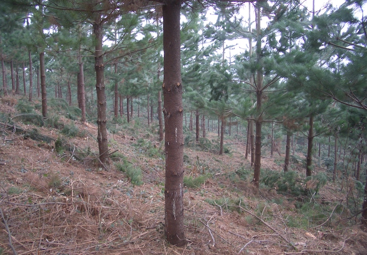 Los selvicultores se suman al Día mundial del Medio Ambiente 2021
