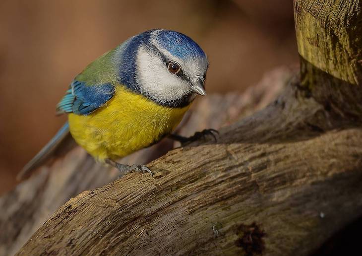 Las condiciones del nido y los parásitos del herrerillo común