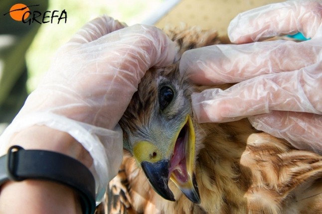 GREFA devuelve a la naturaleza a cuatro ejemplares de milano real