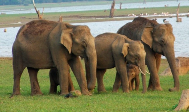 Compost de elefantes y rinocerontes