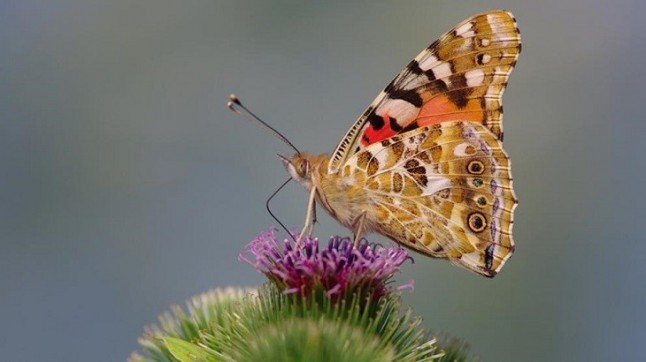 La Fundación Migres estudia el paso de África a Europa de la mariposa de los cardos