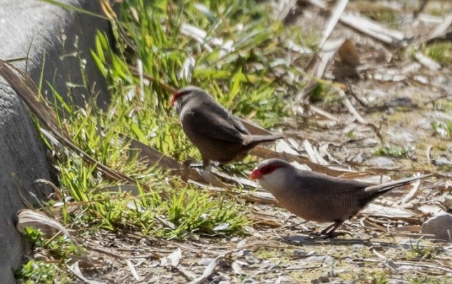 La Policía canaria incauta cuatro ejemplares de aves incluidas en el Catálogo de Especies Exóticas Invasoras