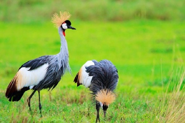 Recuperadas cuatro grullas coronadas en Galicia