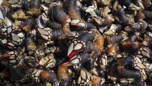 Detenido un ‘delincuente’ que usaba un torpedo para desplazarse bajo el agua y extraer percebe en A Coruña