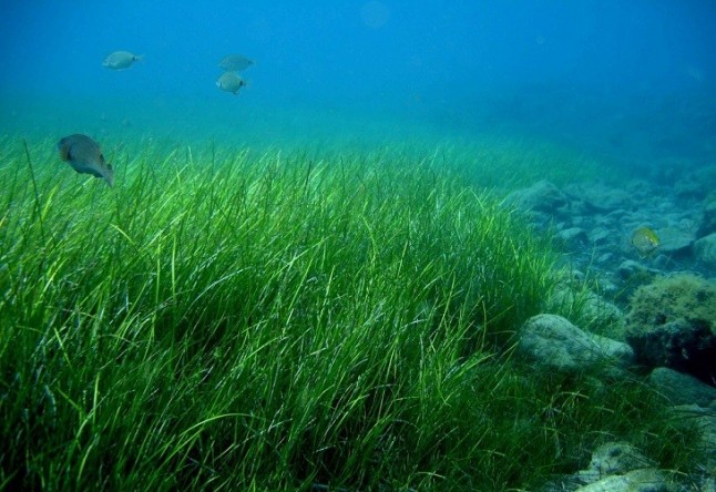 Arranca el proyecto sobre las praderas de Zostera noltei en la costa cantábrica