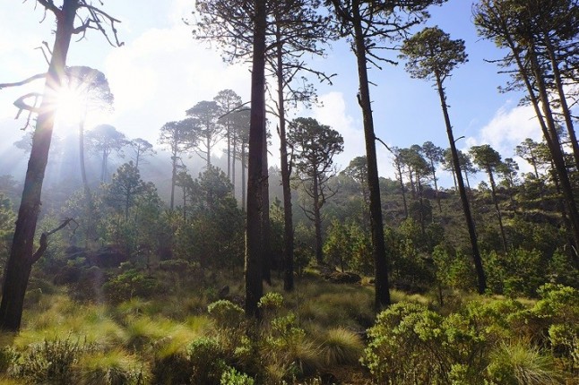 O gestionamos de forma sostenible los bosques o los perdemos