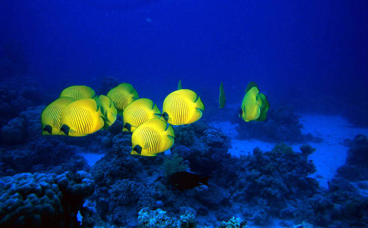 La muy necesaria creación de las reservas marinas de Anaga y Teno (Canarias)