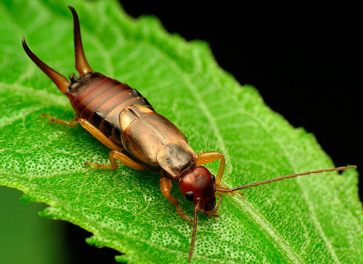 Naturaleza. La tijereta común es un complejo de al menos cuatro especies