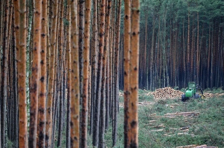 Tesla quería ‘descuartizar’ un bosque para instalar su factoría en Berlín