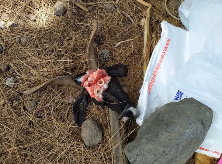 Uso de cebos envenenados en La Palma