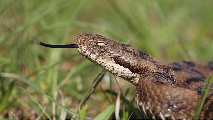 El ‘sujeto’ que quería vender por internet serpientes protegidas