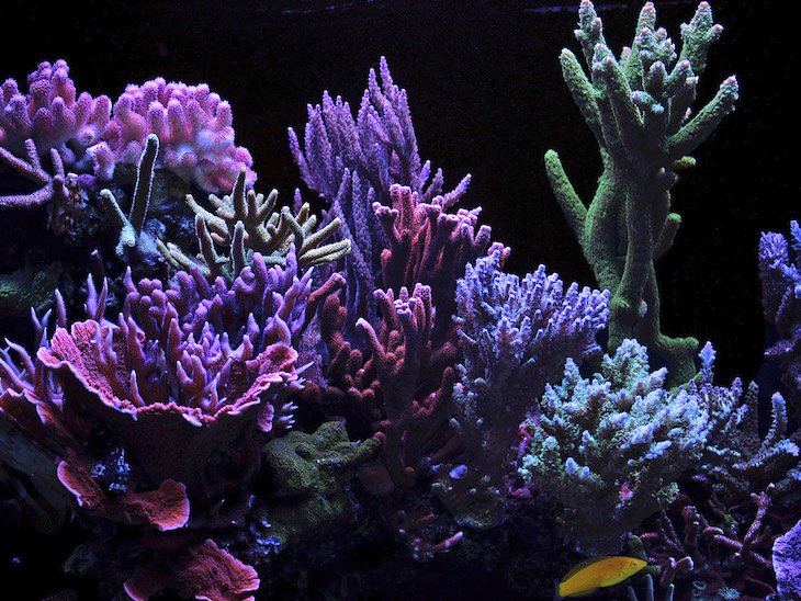 El blanqueamiento por el cambio climático también afecta a los corales de acuario