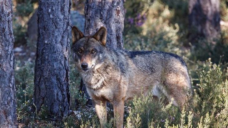 Euskadi ‘rectifica’ e incluirá al lobo en el Catálogo de especies amenazadas con la categoría de ‘interés especial’