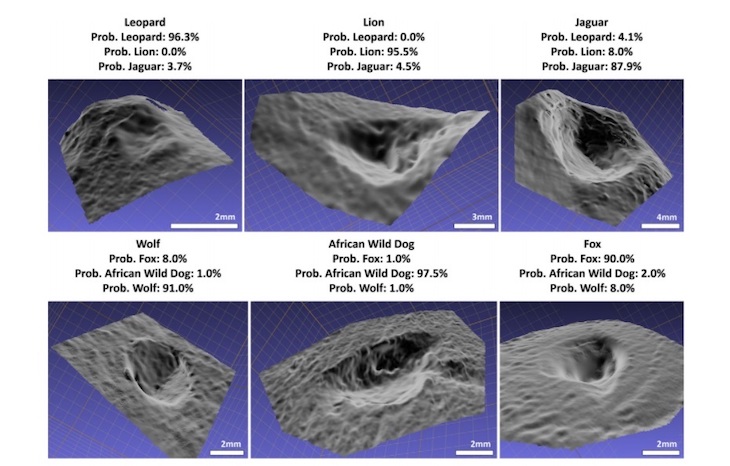 Logran más efectividad en la identificación de carnívoros a través de sus marcas de dientes