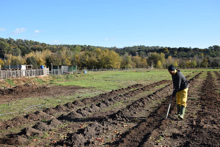 La huerta regenerativa absorbe ingentes cantidades de CO2