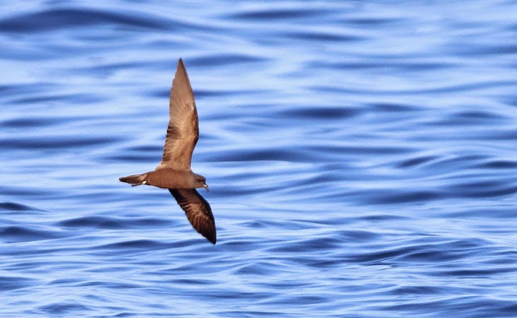 Casi 60 aves extremadamente raras procedentes de todo el mundo fueron avistadas en España desde agosto