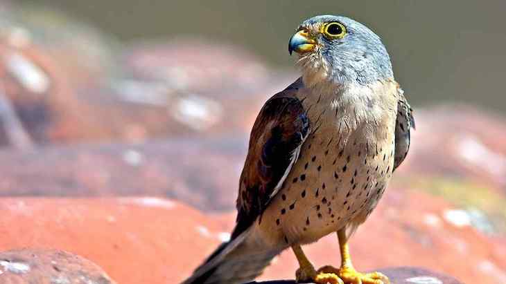 Nidales para cernícalo primilla en Puebla de la Calzada (Badajoz)