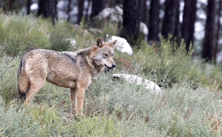 El  Gobierno pide reiteradamente a las CCAA que identifiquen los problemas ‘reales’ que genera el lobo