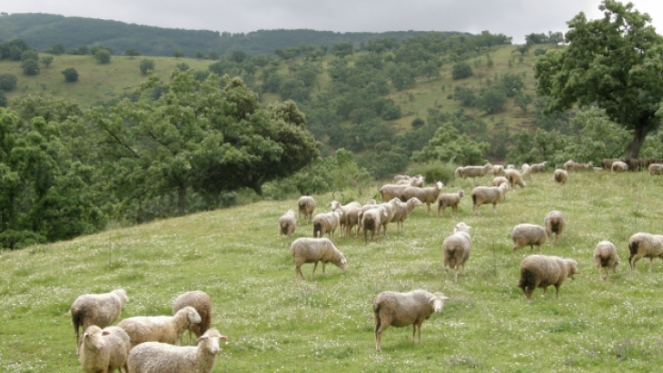 La PAC puede y debe apoyar a las explotaciones con mayor valor socioambiental