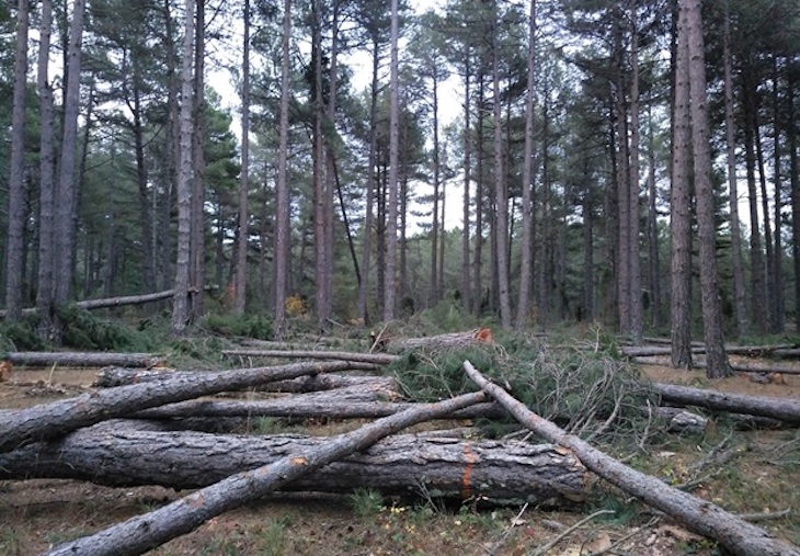 Denuncian la tala de un bosque maduro de la Red Natura 2000