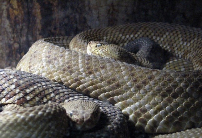 Guía de serpientes de importancia médica en Querétaro