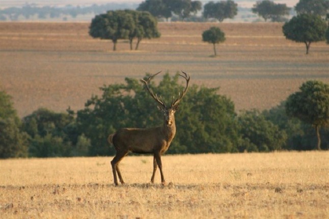 Daños de ciervo y gamo en varios términos de Cuenca