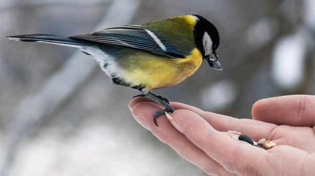 Polémica a cuenta de una directiva europea sobre las aves cantoras