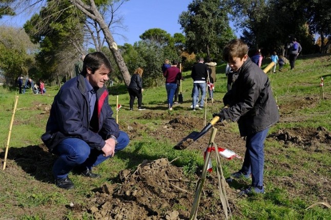 Sevilla inicia la redacción del primer plan director del arbolado urbano