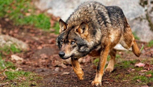 La Fundación Artemisán quiere liquidar lobos al norte y sur del Duero