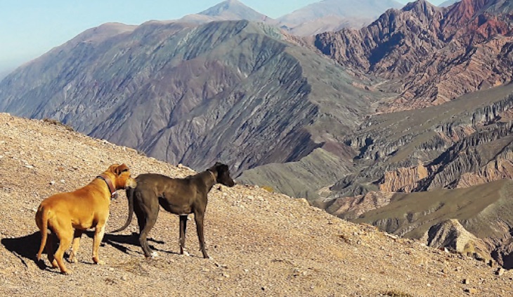 Los perros colaboran en la conservación de la biodiversidad