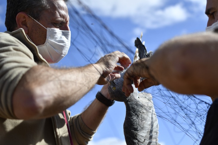 El acusado declive del ‘Aguilucho Cenizo’ requiere más y más presión sobre las administraciones