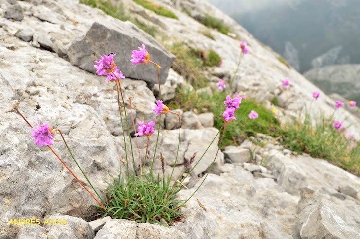 Una obra muestra las especies vegetales de los pisos alpino y subalpino de los Pirineos