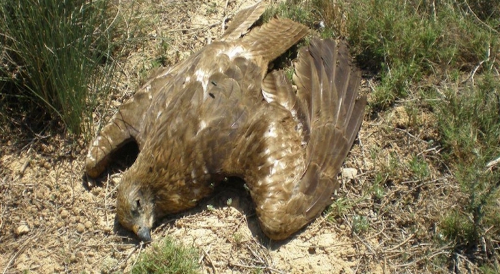 Más de 21.000 animales han muerto en España en los últimos 25 años por cebos envenenados