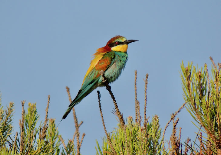 La ivermectina se bioacumula en insectos pudiendo propagarse al resto de animales de la cadena trófica