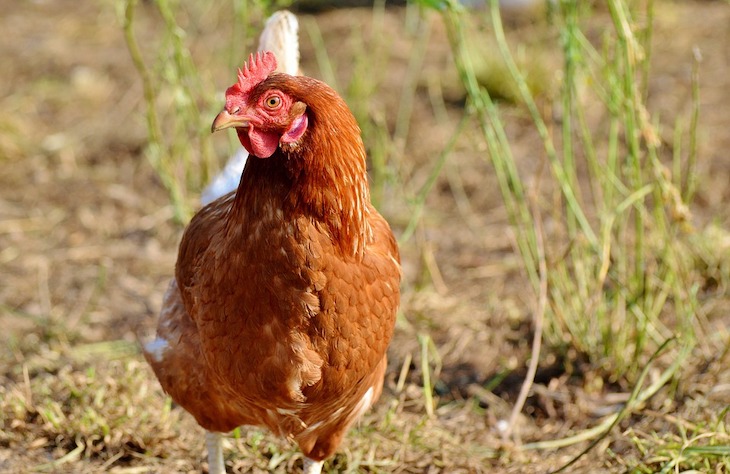 Good News. El número de gallinas enjauladas desciende en España