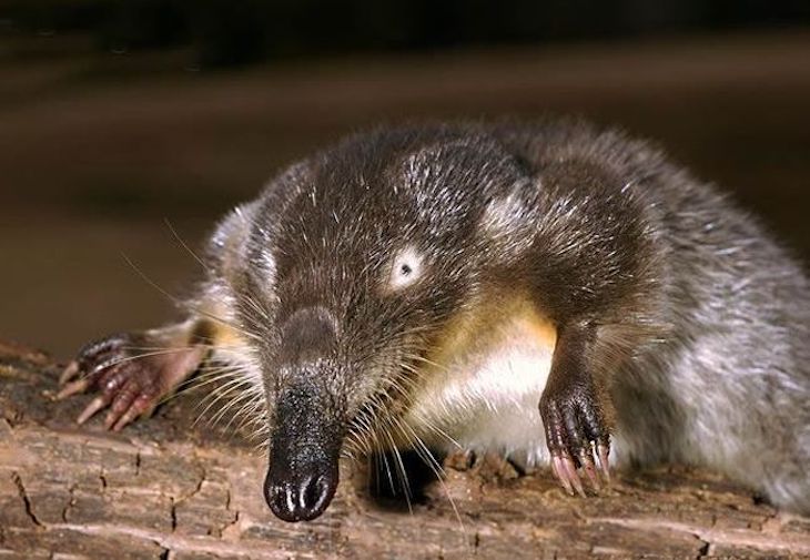 Extremadura. Dos pequeñas poblaciones de desmán ibérico habitan en la cuenca del río Ambroz