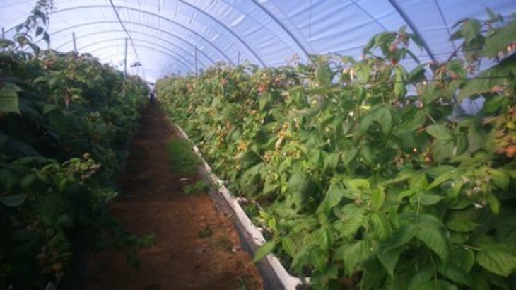 Manual para la multiplicación de especies vegetales vulnerables en la Península Ibérica