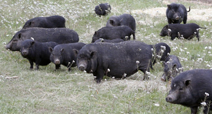 FAADA reubica a los cerdos vietnamitas de Lliçà de Vall