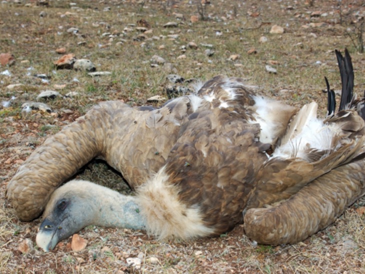 Sin sanciones ‘contundentes’ no se acabará con el uso del veneno