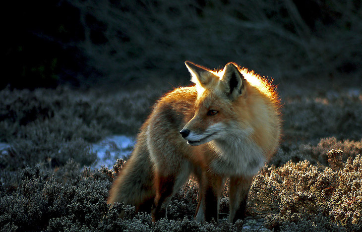 La caza del zorro en Galicia es una ‘aberración’