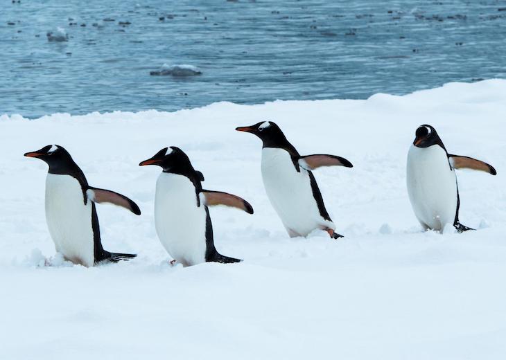 Proponen una nueva clasificación de los territorios según su vegetación