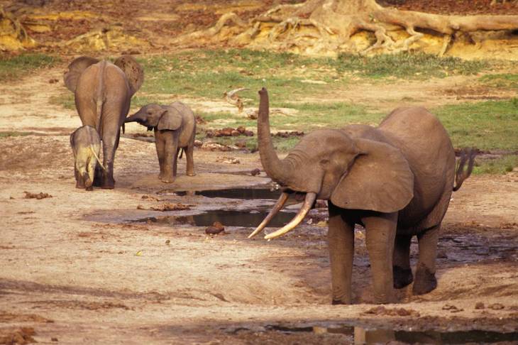 Naturaleza. El marfil de un buque hundido del s. XVI ‘arroja luz’ sobre los elefantes del África Occidental