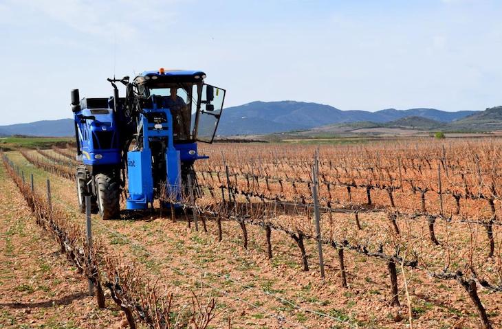 Un prototipo de máquina de prepoda de vid usa los restos como biomasa