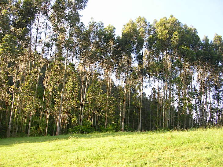 Asturias. Taramundi no limita los impactos de las plantaciones forestales en la nueva ordenanza