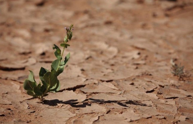 SEO/BirdLife exige una Ley de Cambio Climático