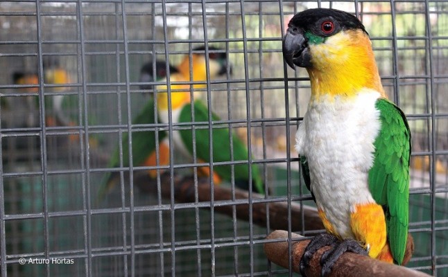 Celebramos la disminución del comercio ilegal de aves tropicales en Sudamérica