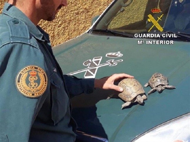 Detenida en Almería por tener en su casa dos ejemplares de tortuga mora