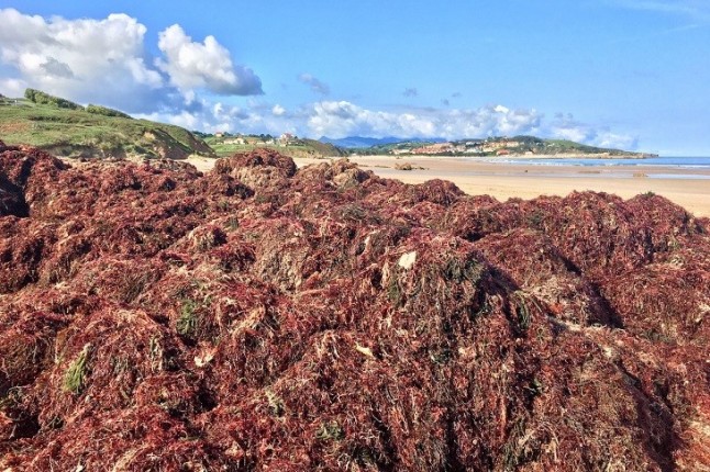 Las costas del Estrecho de Gibraltar afectadas por el alga invasora