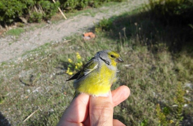 El Parque Natural Sierra de Cebollera ofrece este sábado una actividad sobre el verderón serrano